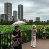 東京上野、不忍池（7月30日）