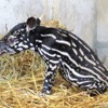 静岡市立日本平動物園、絶滅危惧種マレーバクの赤ちゃんの一般公開を開始