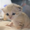 那須どうぶつ王国、スナネコの赤ちゃんが新たに3頭誕生