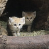 7月9日生まれのスナネコの赤ちゃん