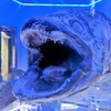 13位 沼津港深海水族館／静岡県沼津市