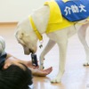 レクビィ、キャンピングカー販売で介助犬育成を支援