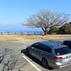 VW ゴルフ ヴァリアントTDI ハイラインマイスター。鹿児島の観光道路、指宿スカイラインにて。春には桜と桜島のランデヴーが楽しめる。