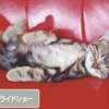 【カーナビガイド '08夏】パイオニア エアーナビ…スマートループ対応のコンパクトナビを画像で