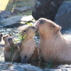 伊豆シャボテン動物公園、「元祖カピバラの露天風呂」のPVを公開