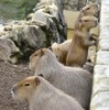 伊豆シャボテン動物公園、「元祖カピバラの露天風呂」のPVを公開