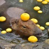 伊豆シャボテン動物公園、「元祖カピバラの露天風呂」のPVを公開