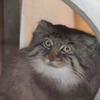 埼玉県こども動物自然公園のマヌルネコ