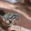 埼玉県こども動物自然公園のマヌルネコ