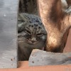 埼玉県こども動物自然公園のマヌルネコ