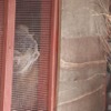 埼玉県こども動物自然公園のマヌルネコ
