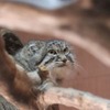 埼玉県こども動物自然公園のマヌルネコ