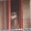 埼玉県こども動物自然公園のマヌルネコ
