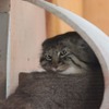 埼玉県こども動物自然公園のマヌルネコ