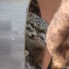 埼玉県こども動物自然公園のマヌルネコ