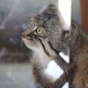 埼玉県こども動物自然公園のマヌルネコ