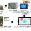 ブリヂストン、AI画像診断を用いた「パラゴムノキ」の高精度病害診断技術を電通国際情報サービスと共同開発