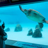 沖縄美ら海水族館