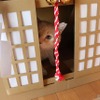 ネコ神社に初詣。荒ぶる猫神様