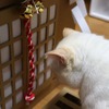 ネコ神社に初詣。荒ぶる猫神様