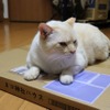 ネコ神社に初詣。荒ぶる猫神様