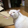 ネコ神社に初詣。荒ぶる猫神様