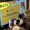 猫参加型「交通にゃん全クイズ」公開＆猫参加型「交通にゃん全番組」地上波放映決定