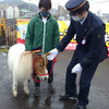 ミニチュアポニーが京急の馬堀海岸駅の1日駅長に就任。