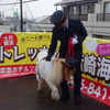 ミニチュアポニーのナギサちゃんと吉田駅長