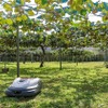 ロボット草刈機 グラスミーモ