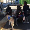 JAF×日本介助犬協会、思いやりのある交通社会を目指してJAF初のクラウドファンディング開始