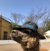 ペリエ海浜幕張×千葉市動物公園×千葉都市モノレール、「えきなかどうぶつえん」開催