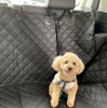 アイビーエスリムジン、「愛犬と一緒に旅や移動ができる運転手付専用車」サービスを開始