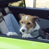 夏の愛犬とのドライブ旅行で気になる害虫対策
