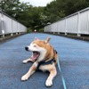 柴犬のハル