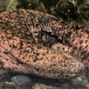 京都水族館のオオサンショウウオ