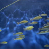 魚の群れを撮影する水中ドローン