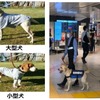 危険物探知犬とその警戒イメージ。