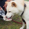 ドライブ中はペットの水分補給を忘れずに（イメージ）《写真 PhotoAC》