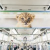 動物園の人気者に水族館の人気者が加わり再び電車をジャック、「深い癒やしトレイン」登場