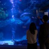 すみだ水族館「夏の夜すい」（8月29日まで）