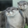 しながわ水族館のコツメカワウソ