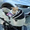 夏の愛犬同伴ドライブ、注意点＆必須アイテム