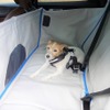 夏の愛犬同伴ドライブ、注意点＆必須アイテム