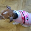 夏の愛犬同伴ドライブ、注意点＆必須アイテム
