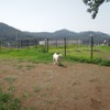 夏の愛犬同伴ドライブ、注意点＆必須アイテム