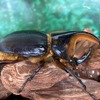 板橋区立熱帯環境植物館「熱帯の昆虫と食虫植物」（8月29日まで）