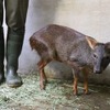 神戸どうぶつ王国のプーズー