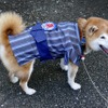 柴犬のハル