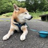 柴犬のハル